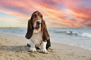 basset hound on the beach