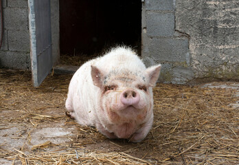 mature miniature pig in garden - 793830053