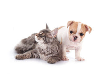 maine coon kitten , parrot and french bulldog - 793830064