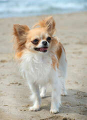 chihuahua and beach