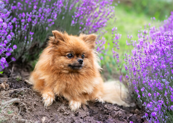 pomeranian in nature - 793830077