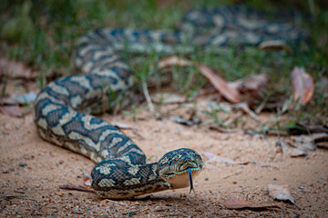 Carpet Python Eyes the Path in Atherton Tablelands