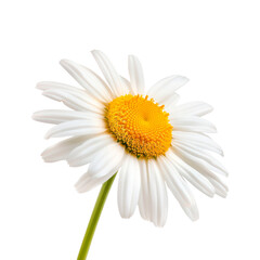 Daisy flower. Isolated on transparent background.