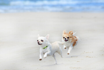 chihuahuas and beach