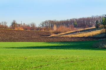 Fototapeta na wymiar Agricultural fields near a forest in the countryside on a spring sunny day. Field with growing green wheat in Ukraine. Distant view of the horizon