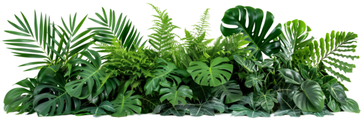 Beautiful composition with fern and other tropical leaves on white background. Banner design
