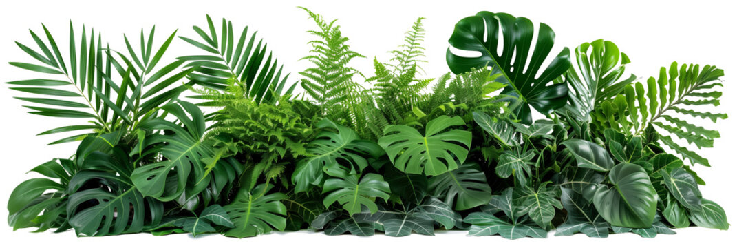 Fototapeta Beautiful composition with fern and other tropical leaves on white background. Banner design