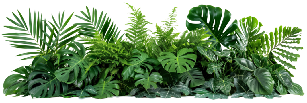 Beautiful composition with fern and other tropical leaves on white background. Banner design