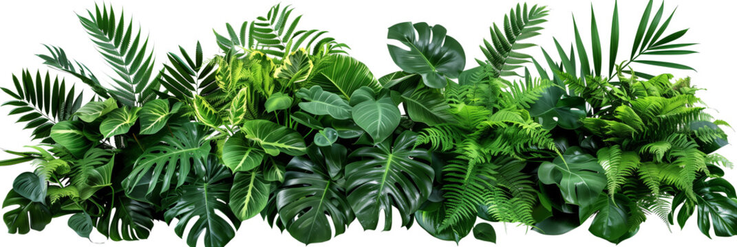 Fototapeta Beautiful composition with fern and other tropical leaves on white background. Banner design