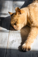 red cat basks in the sun lying on the floor, vertical photo