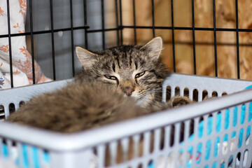 A Felidae cat naps in a basket with closed eyes, a small carnivorous mammal