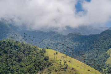 Cocora Valley, Colombia