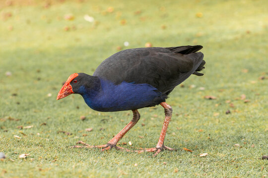 A native Pukeko bird with striking blue plumage and red beak, foraging in New Zealand wetlands
