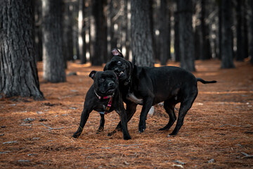 Staffordshire Bull Terrier