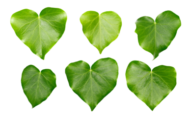 Devil's ivy set leaf, ceylon creeper foliage, hedera helix isolated white, clipping path
