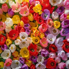 Foto op Canvas Fondo con detalle y textura de multitud de flores de tulipan en varios colores © Iridium Creatives