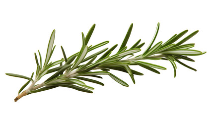 Fototapeta premium Fresh Rosemary Sprig, Transparent Background 