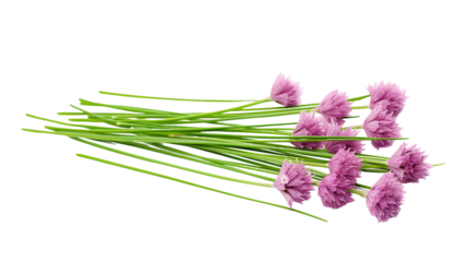 Fresh Chives, Pink Flowers, Transparent Background