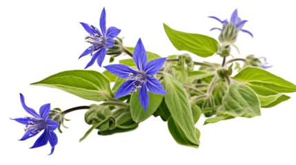Vibrant Borage, Transparent Background	