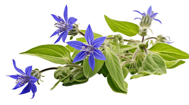 Vibrant Borage, Transparent Background	