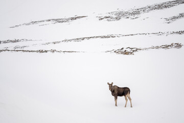 Naklejka premium A wild elk in a snowy mountain valley on a winter day, Varanger Peninsula, Northern Norway
