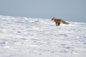 A fox running on a snowy ground on a sunny winter day in Northern Norway