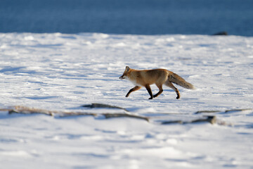 Obraz premium A fox running on a snowy ground on a sunny winter day in Northern Norway