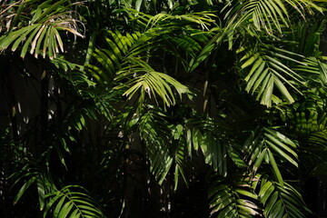background of green tropical leaves