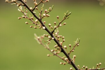 beautiful pink plum buds close up on green blurred background