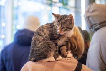 Grey kitten on a woman's shoulder closeup