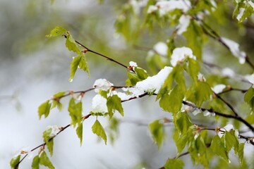 blossoming tree branches close-up covered with unexpectedly fallen snow in spring on a blurred background