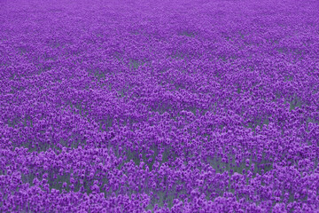 画面いっぱいに広がる紫色のラベンダー畑、北海道、日本