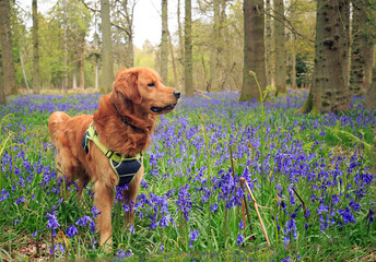 Beautiful Golden Retriever dog waering a dog harness,  looking alert while standing amongst a sea of bluebells in a natural forest setting.