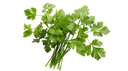 Fresh Chervil Herb, White Background	
