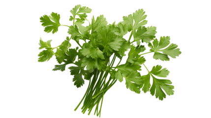 Fresh Chervil Herb, White Background	
