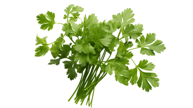 Fresh Chervil Herb, White Background	

