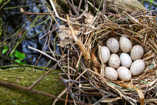 Nest of the Moorhen. Deutschland