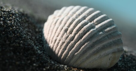 Sunlit Seashell on Sandy Shore on a windy day. Close-up, shallow dof.