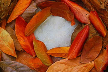 autumn leaves frame