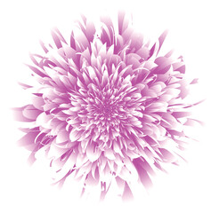 Floral design resembling a large blooming flower. It comes in vibrant shades of pink, transitioning from deep purples at the core to soft, almost white-pink tones at the tips of the petals