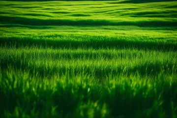 Foto op Canvas rice paddy field © sweba