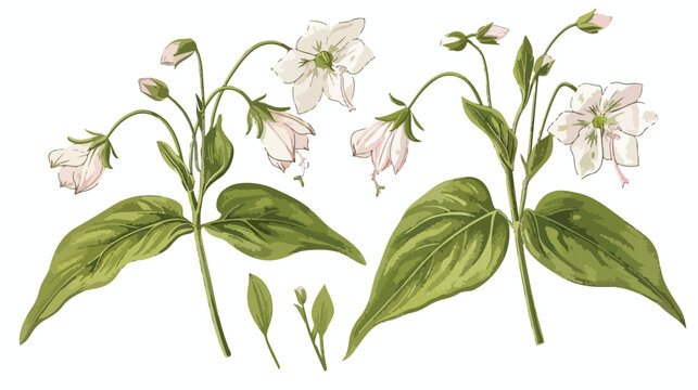 Beautiful botanical drawing of Silene vulgaris