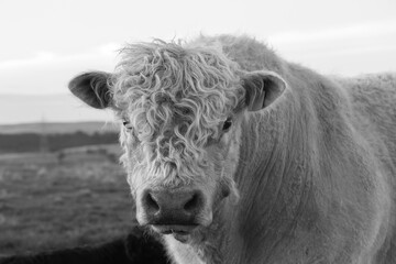 black and white portrait of a galloway bull - 793852672