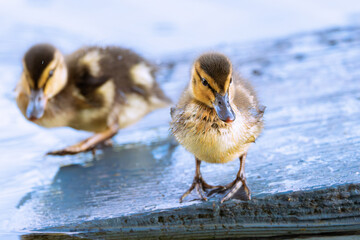 awesome newborn mallard ducklings - 793852696