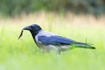 hooded crow hunting for newts - 793852880