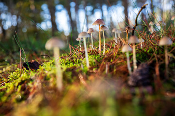 mushrooms in  forest