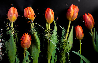 tulip flowers in water on black