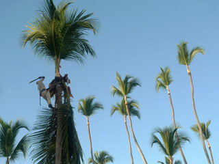 Homme grimpant sur un palmier avec une machette pour couper des branches. Punta Cana, République Dominicaine. - obrazy, fototapety, plakaty