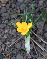 A close-up shot of a yellow crocus flowering in nature