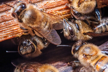 Close-up macro of many bees at the hive entrance. Industrious Honey Bees making honey in their wooden hive. Selective fous.